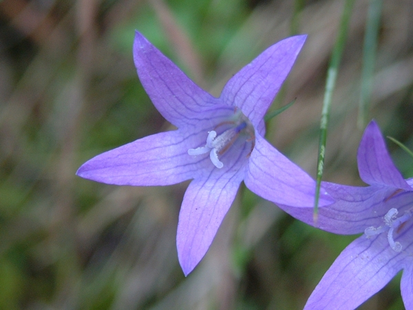 Campanula rapunculus